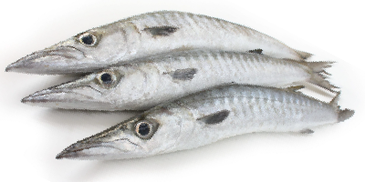 Barracudas