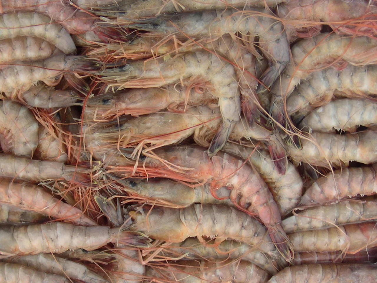 crevettes Brown, crevette sauvage de qualité, idéale pour une cuisson savoureuse.