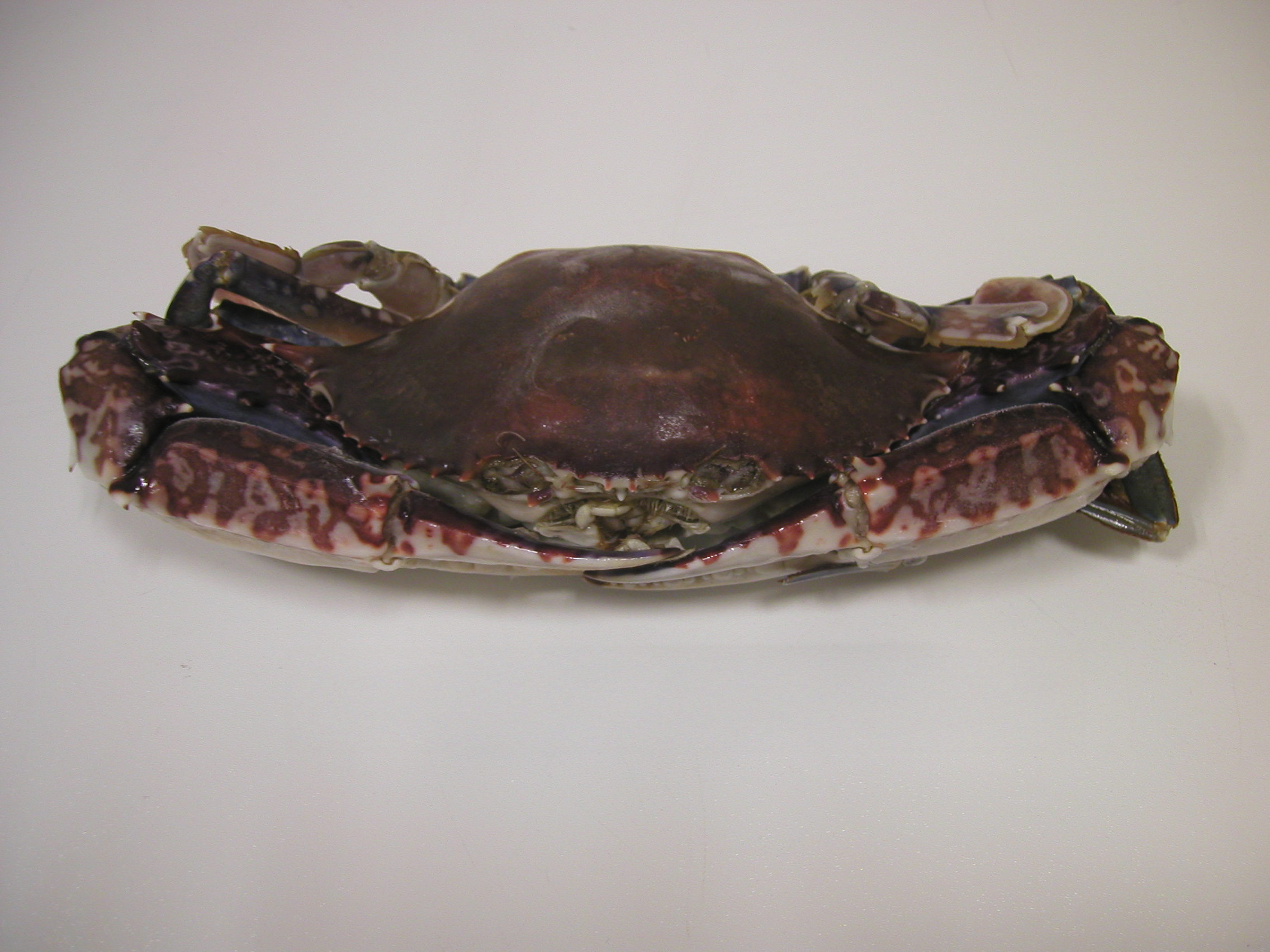 crabe bleu frais, une spécialité marine savoureuse et riche en saveur.