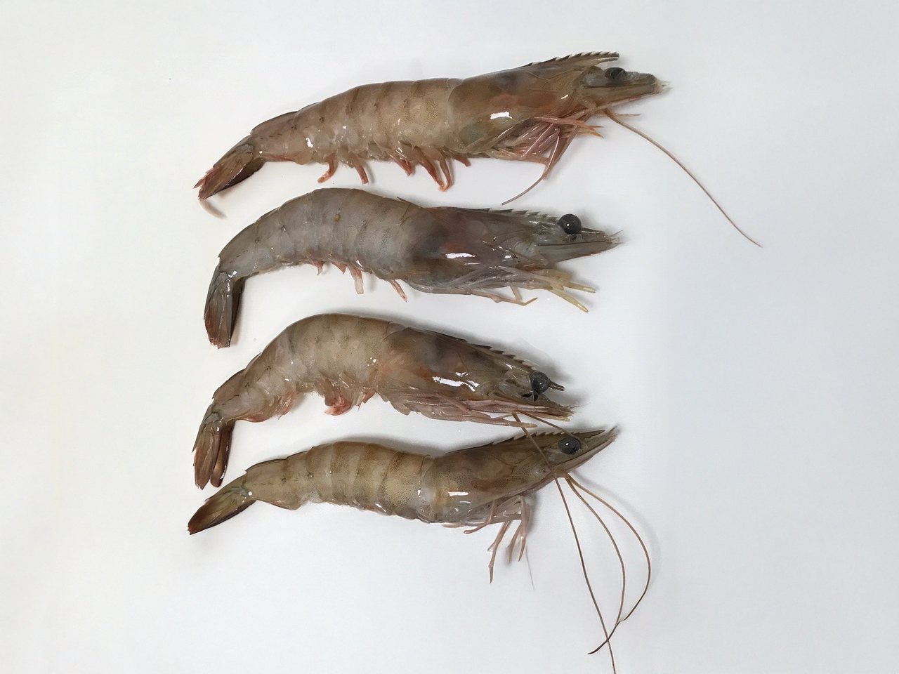 crevettes White, une variété de crevette sauvage, fraîche et pleine de saveurs.