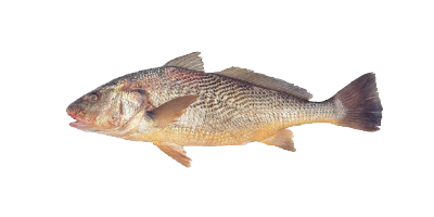 Peces pelágicos