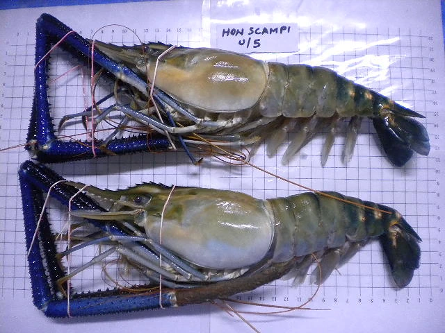 poissons salés séchés