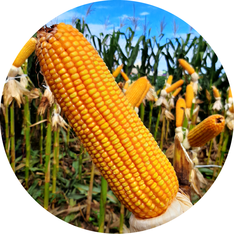 Corn Seeds