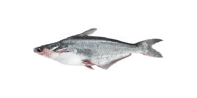 Pangasius