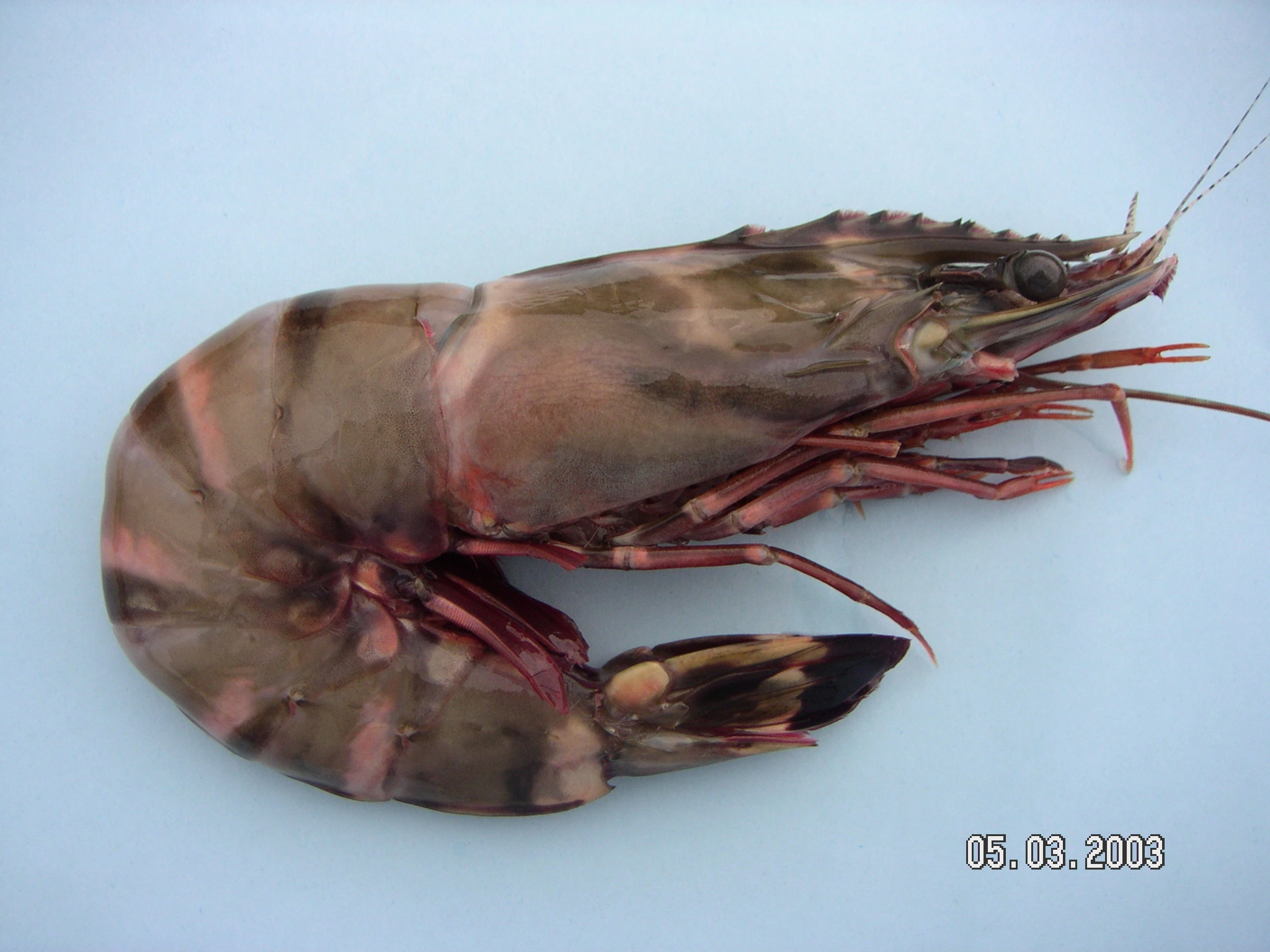 crevettes Sea Tiger (Penaeus monodon) sauvage, une espèce de crevette premium au corps rayé.