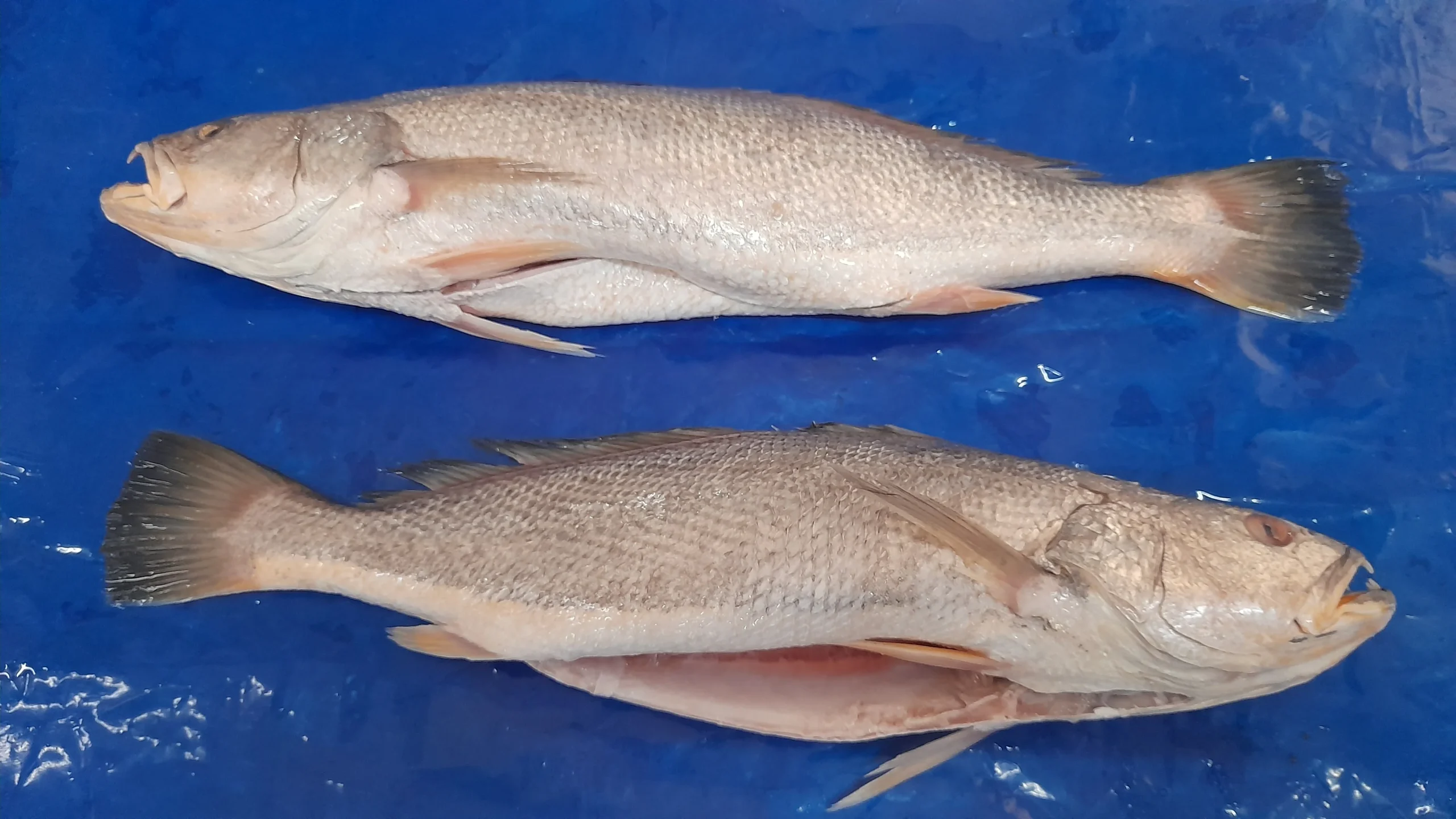 peces tropicales