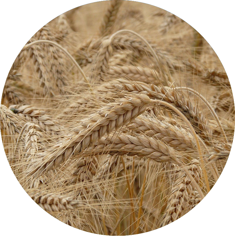 Wheat Seeds