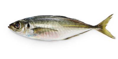 Jureles cola verde