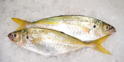 Peces pelágicos
