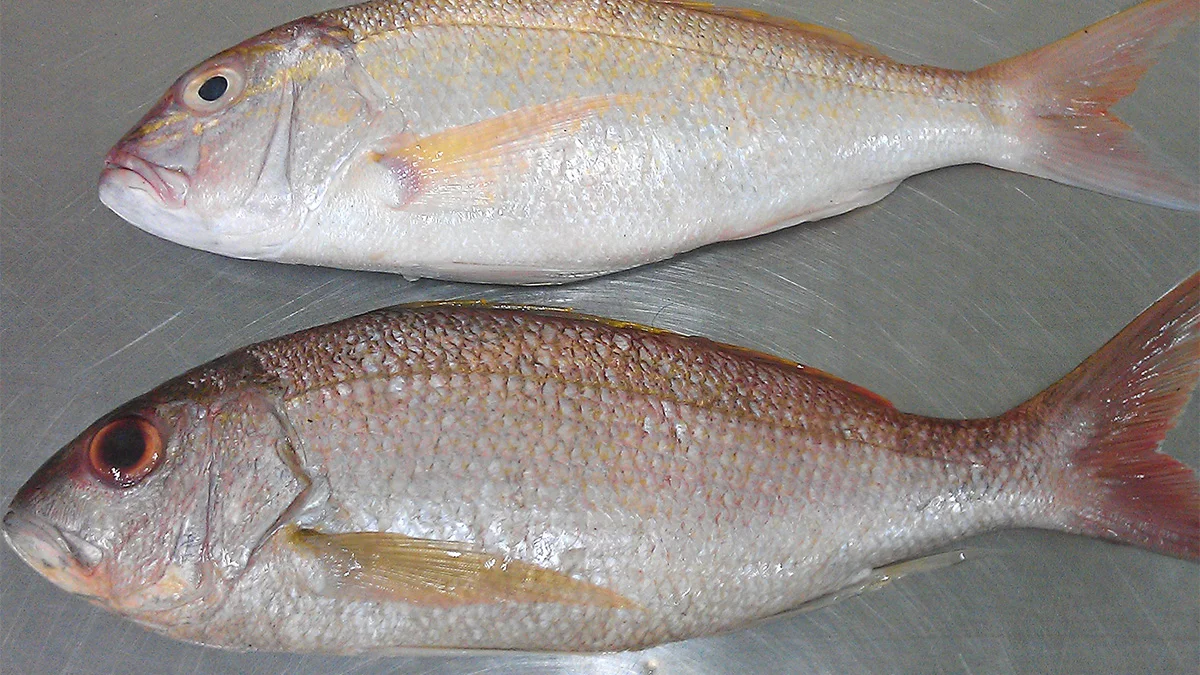peces tropicales