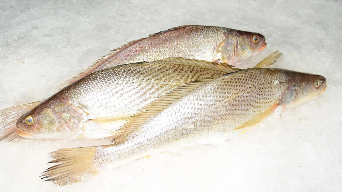 peces tropicales