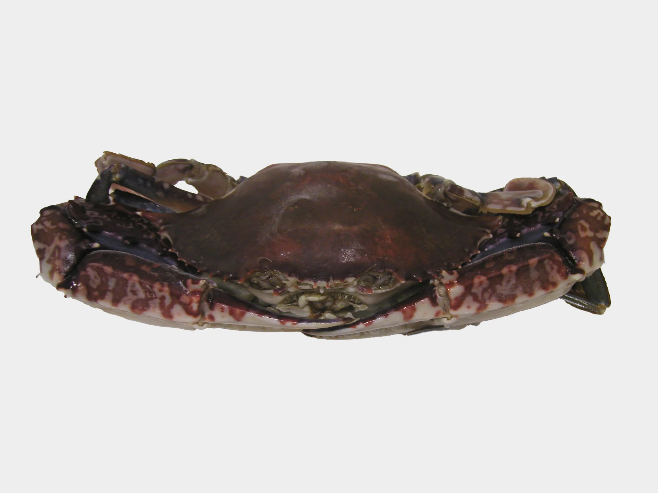 crabe bleu frais, une spécialité marine savoureuse et riche en saveur.