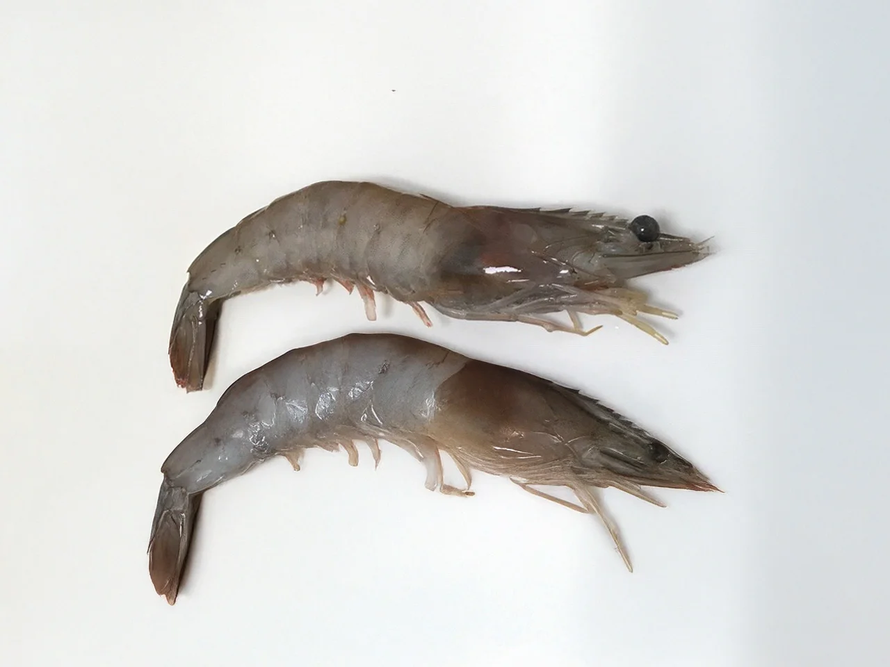 crevettes White, une variété de crevette sauvage, fraîche et pleine de saveurs.