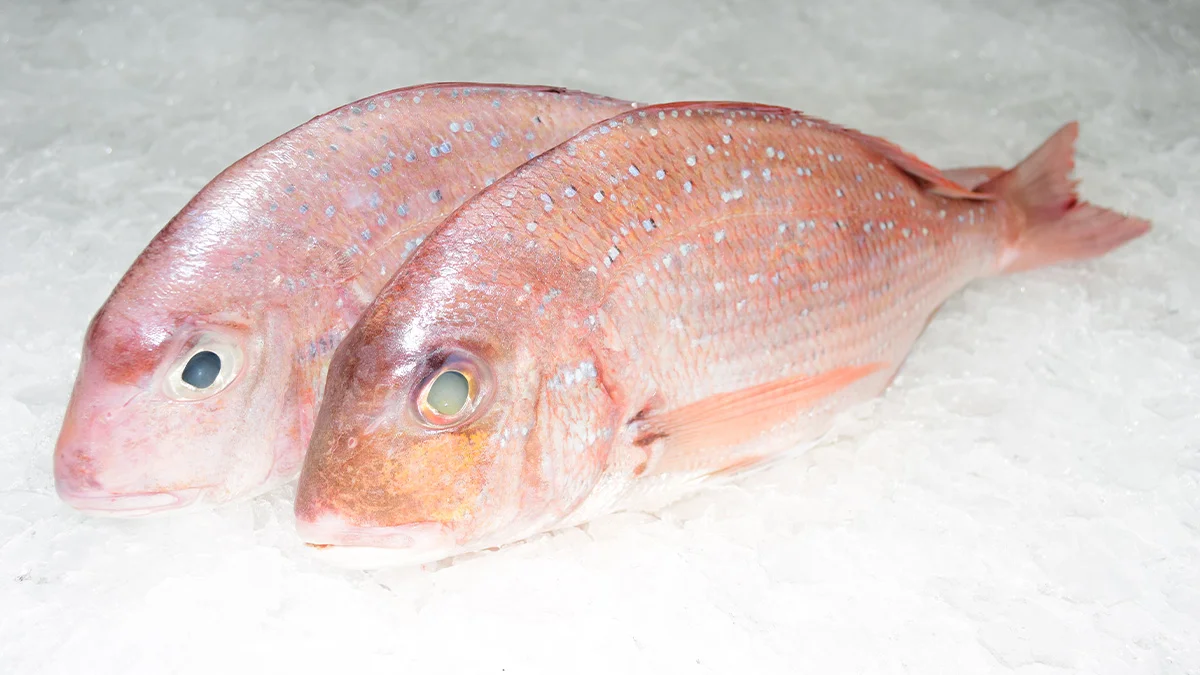 peces tropicales