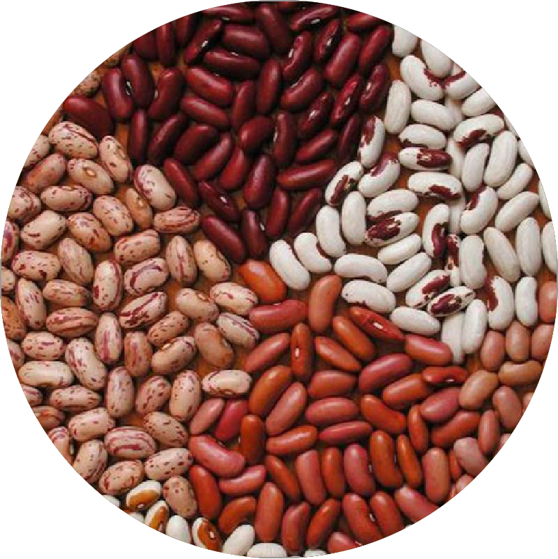 Bean Seeds