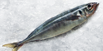 Peces pelágicos