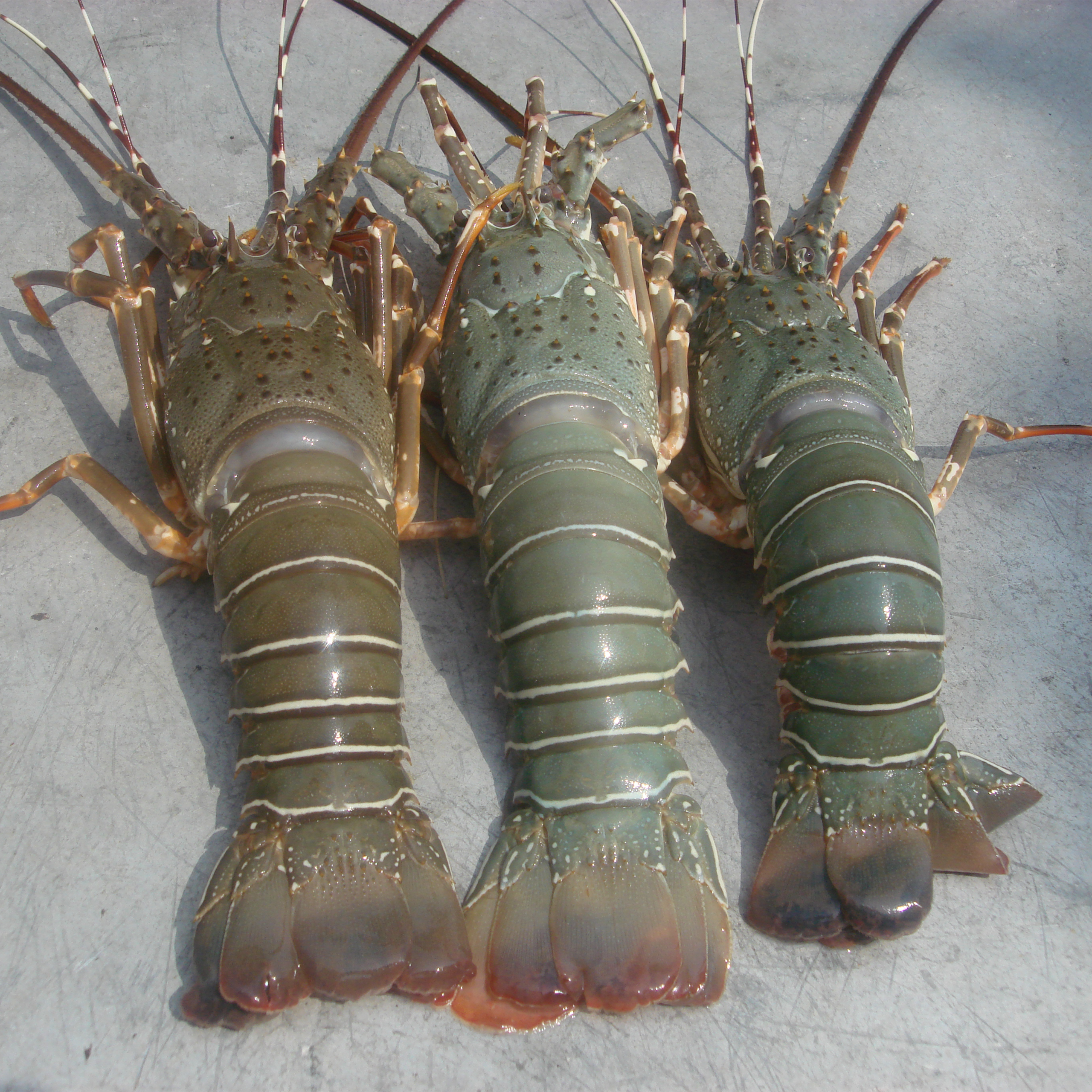 Langouste d'Inde fraîche, une spécialité marine savoureuse, idéale pour des plats raffinés.