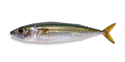 Peces pelágicos