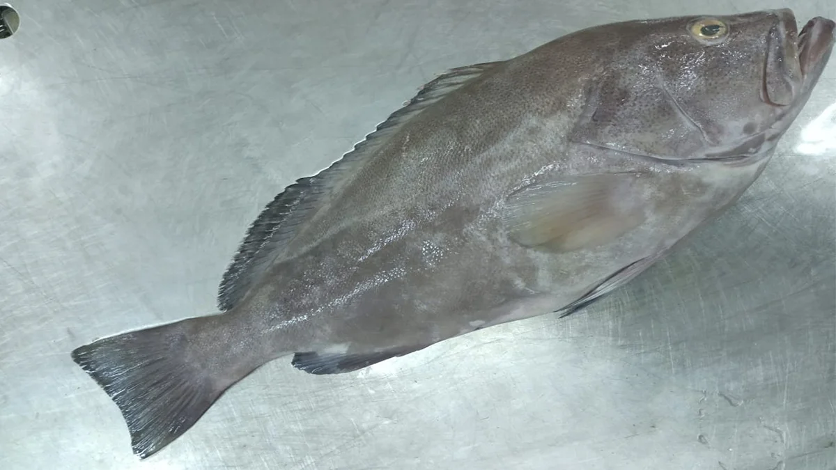 peces tropicales