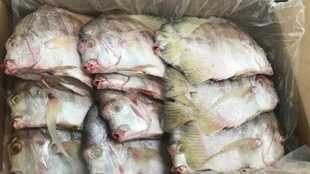 peces tropicales