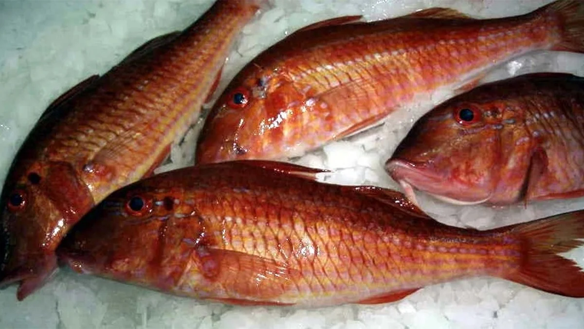 peces tropicales