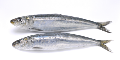 Peces pelágicos