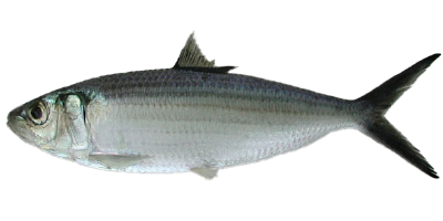 Sardinela de Madeira