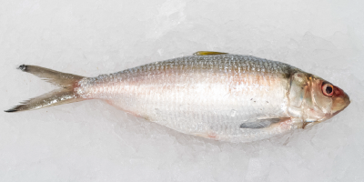 Peces pelágicos