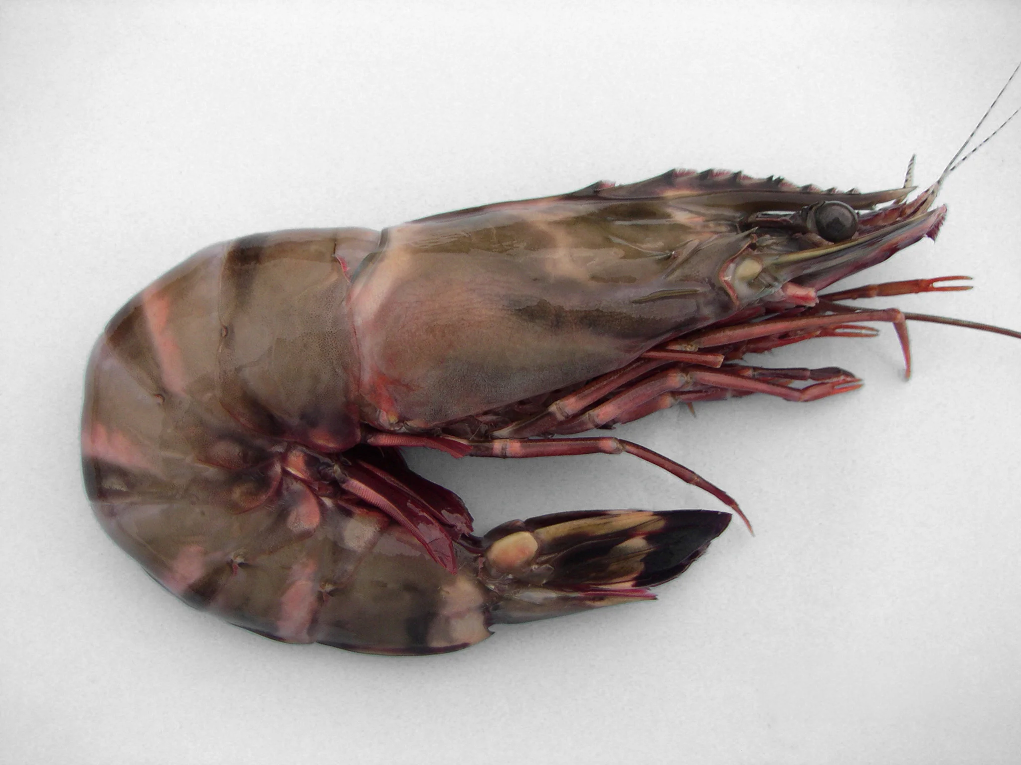 crevettes Sea Tiger (Penaeus monodon) sauvage, une espèce de crevette premium au corps rayé.