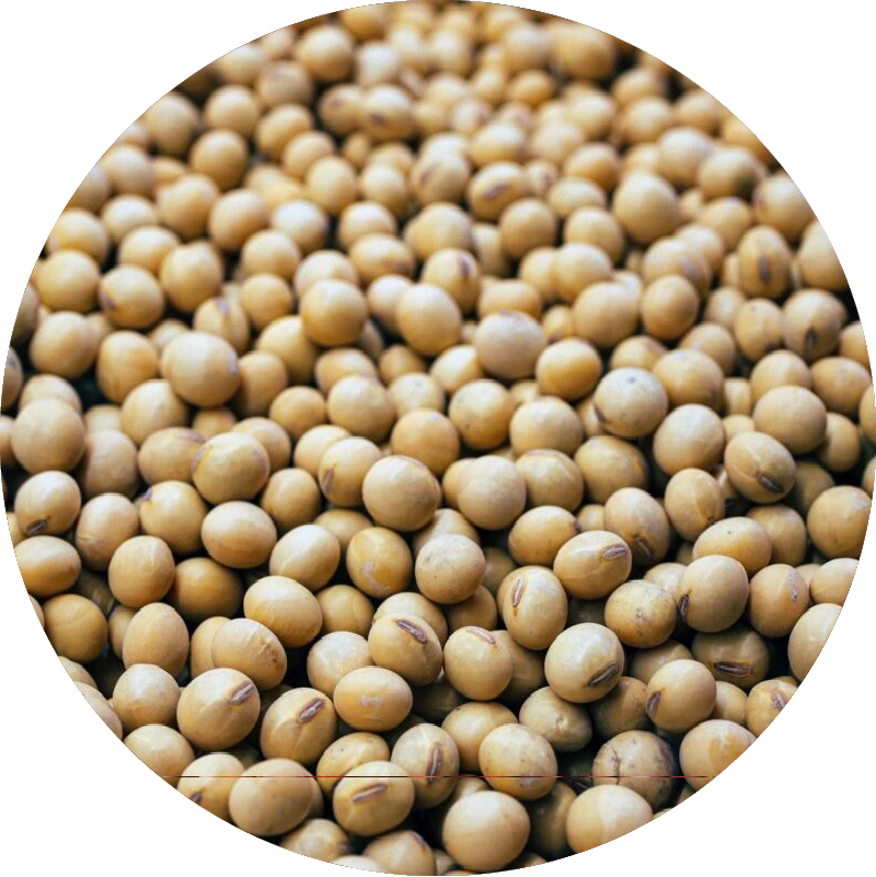 Soybean Seeds