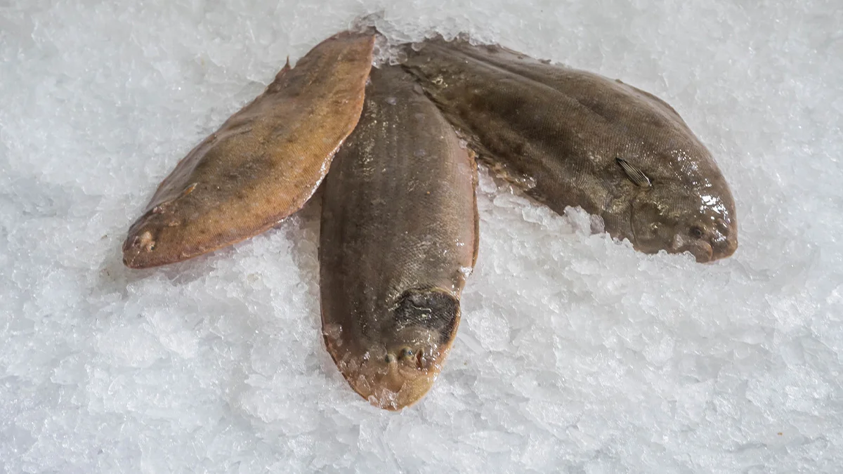 peces tropicales