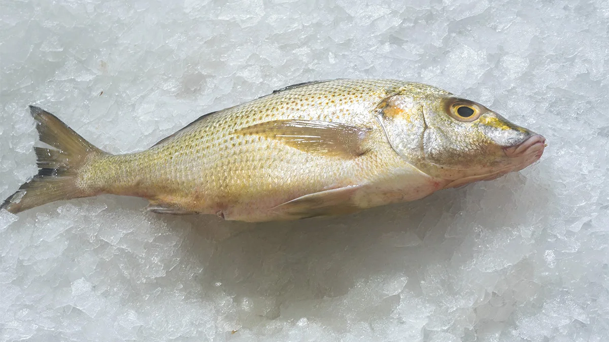 peces tropicales