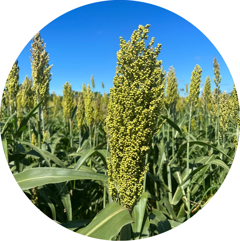 Sorghum Seeds