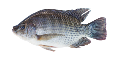 Tilapias