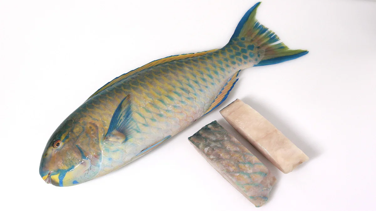 peces tropicales